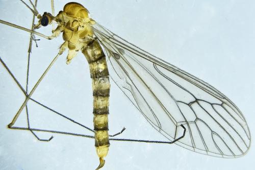 Réf. 275 921 : Trichocera annulata